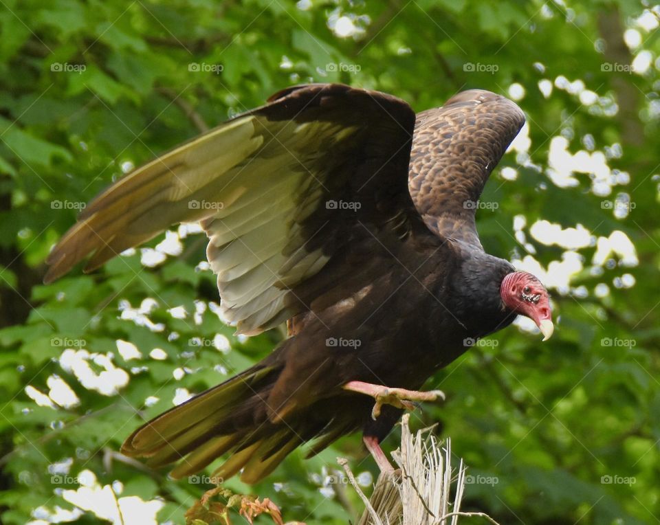 A turkey vulture about to land on a broken branch