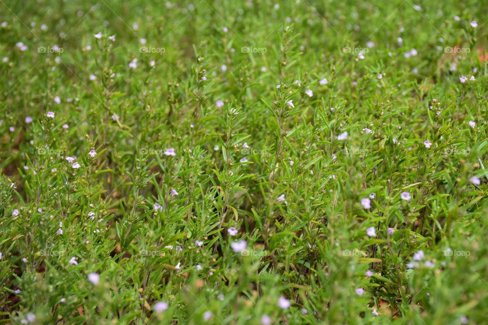 thyme growing in the garden 