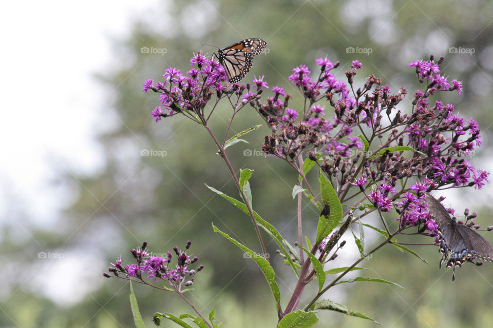 Orange butterflies purple flower small blue