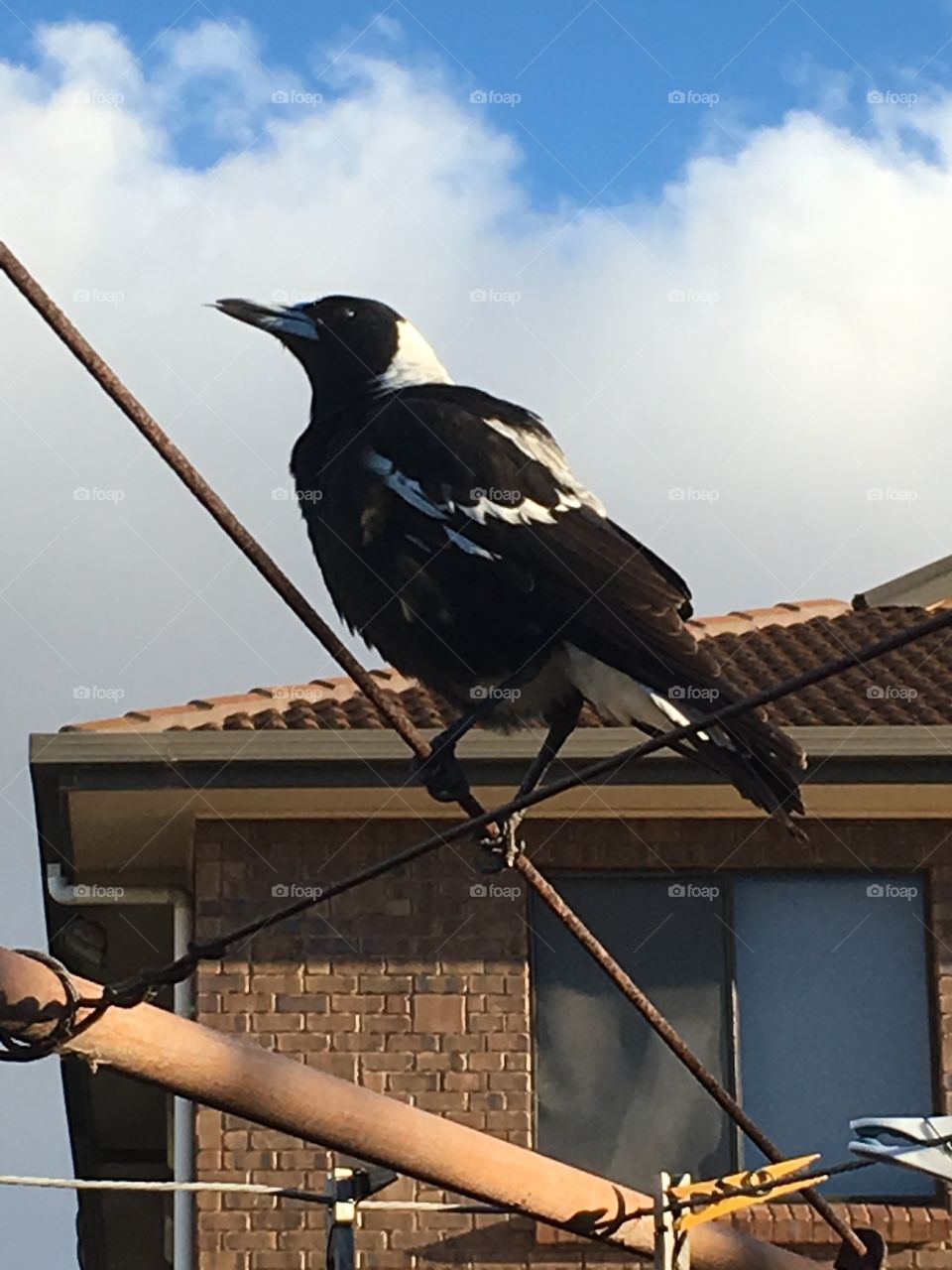 Magpie perching on outdoor clothes line, house roof and sky in background