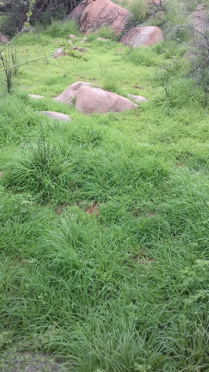 grass lands