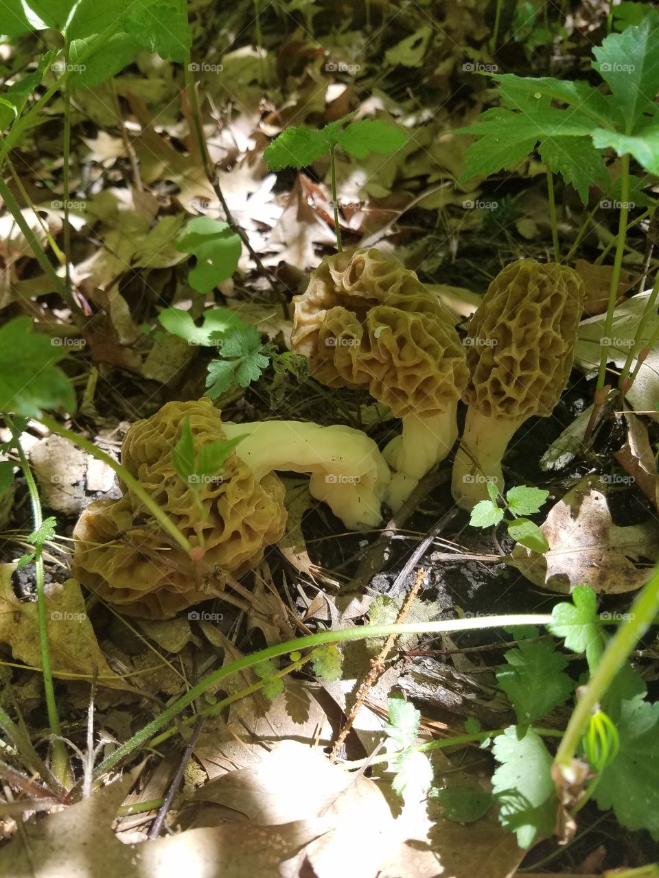 Wild Morel Mushrooms