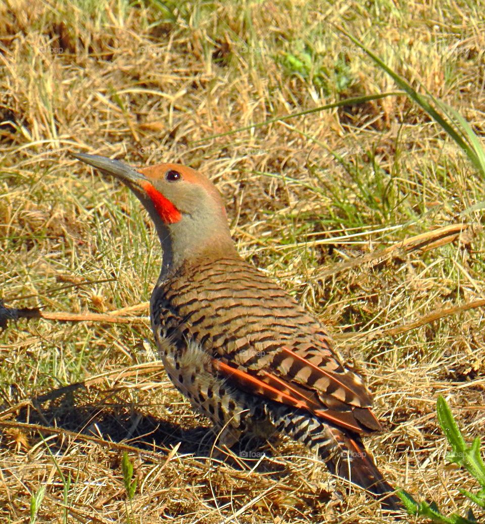 Close-up of gray bird
