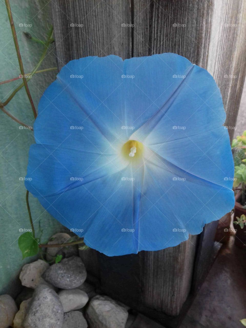 Heavenly blue ipomea flower