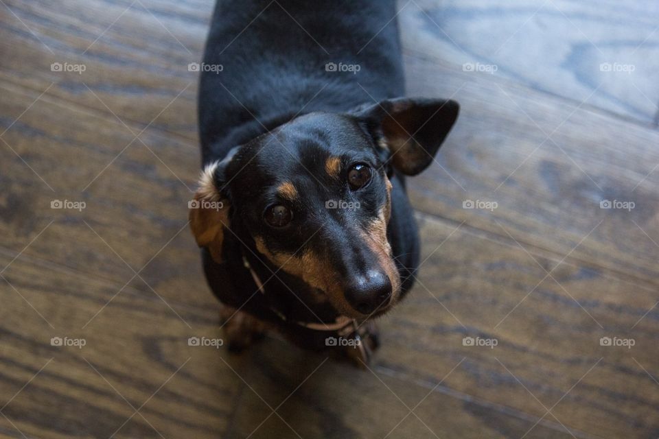 A curious and cute puppy 