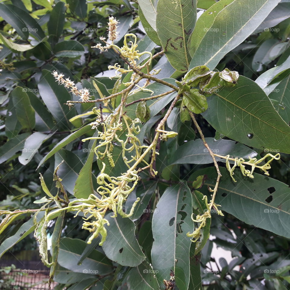 Arjun plant flower. This plant skin is good for heart sick.