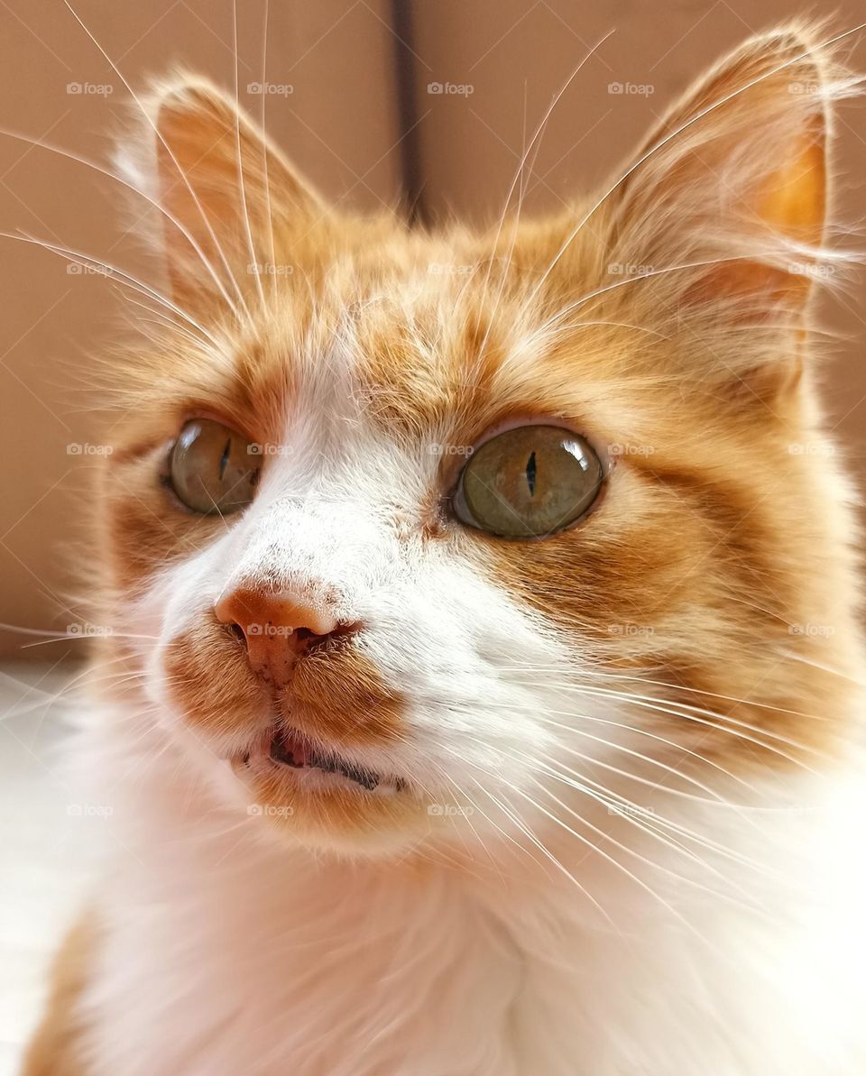 cat beautiful portrait close up, mobile photography