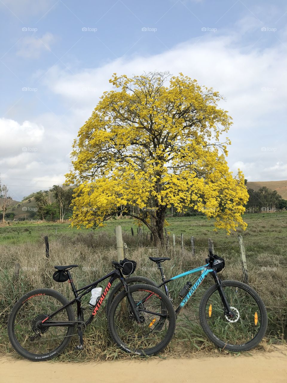 Belo Ipê amarelo ao fundo. Árvore mais conhecida e cultivada no Brasil.