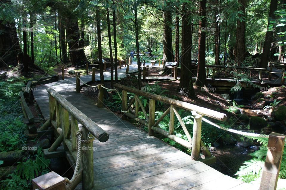 Capilano wood trail Vancouver Canada 