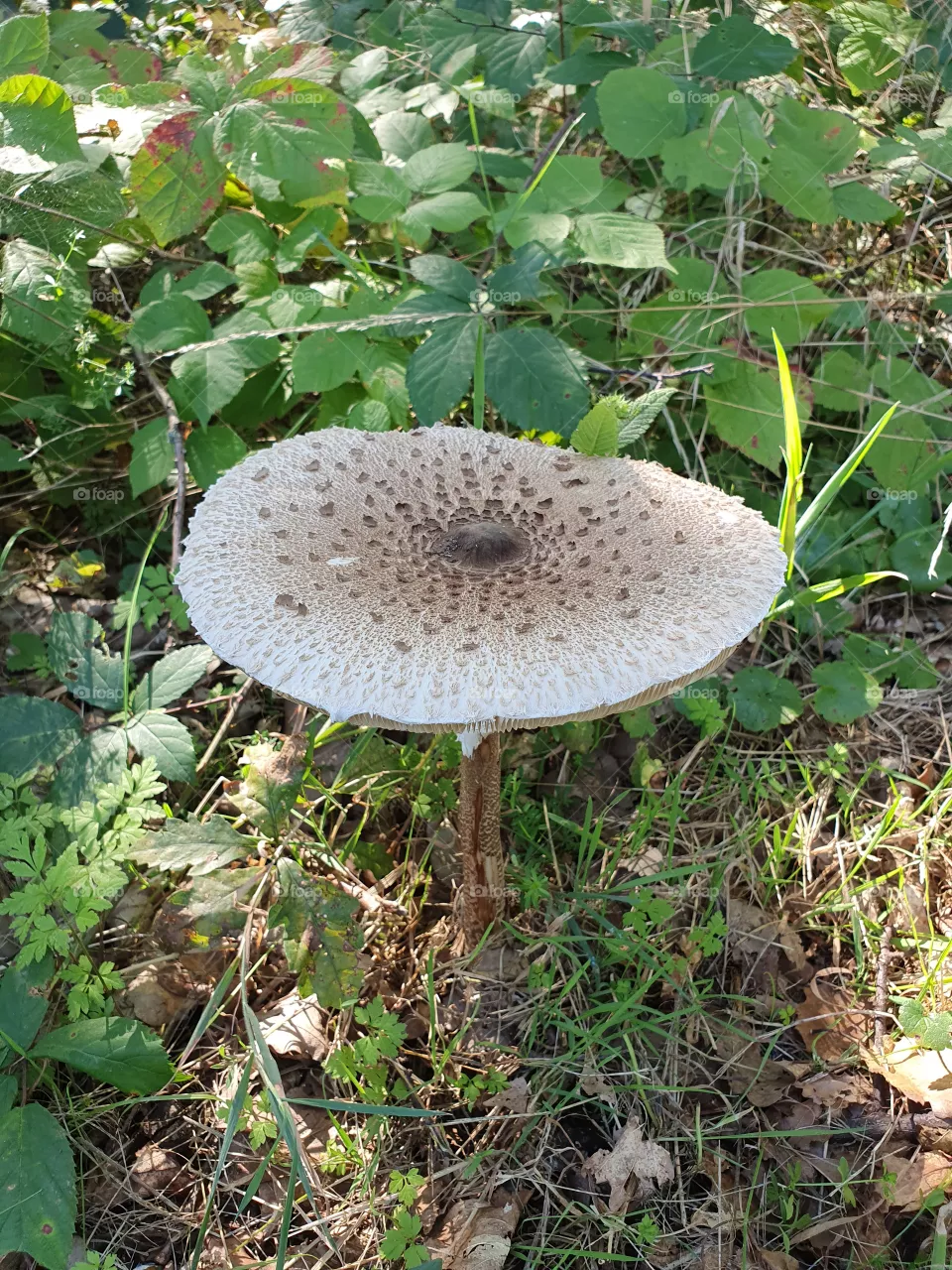 mushroom