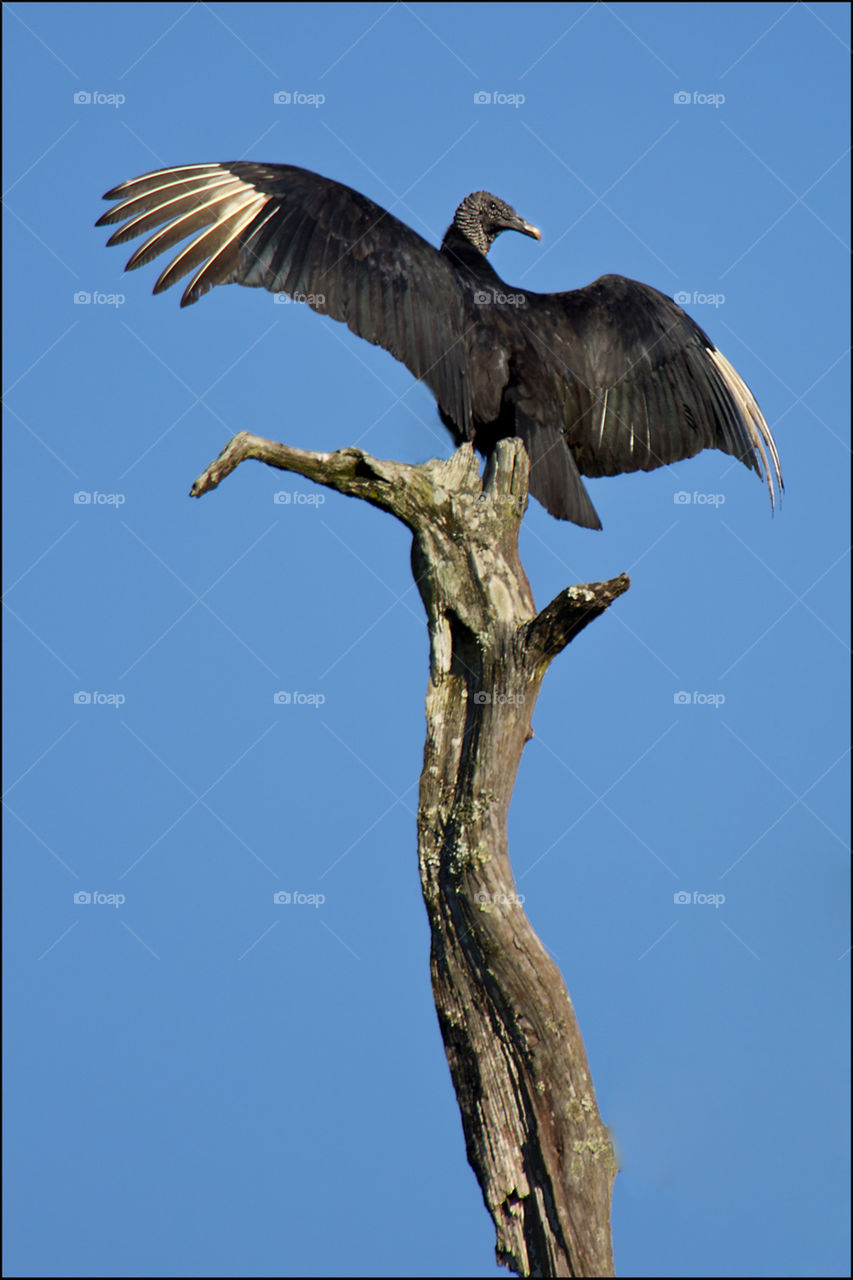 Vulture
