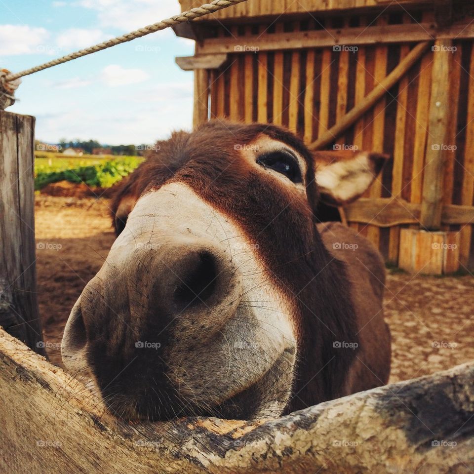 Donkey business