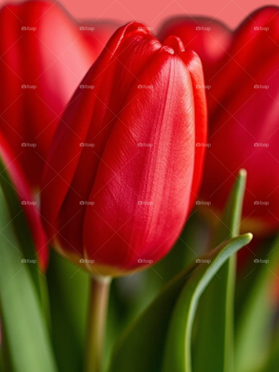 Beautiful  red tulipes