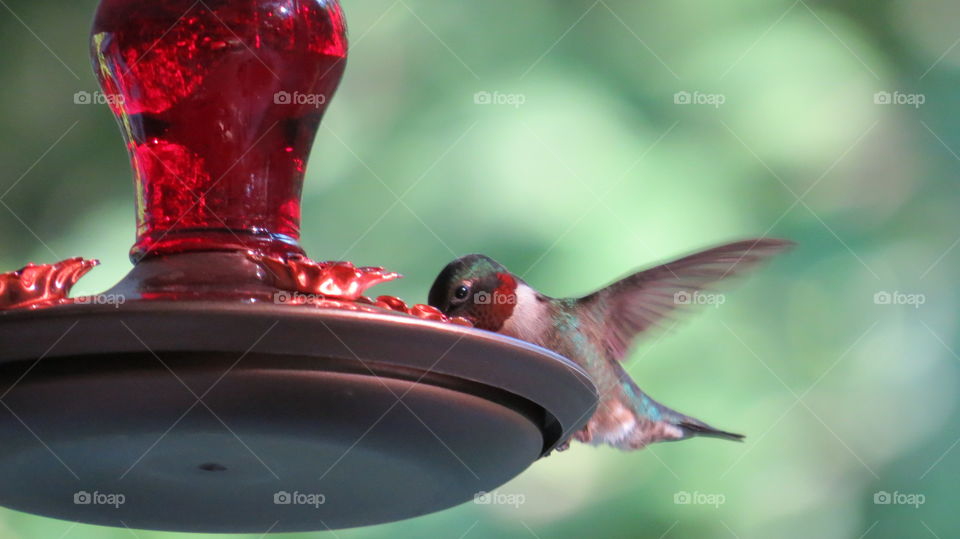 Ruby-throating hummingbird drinking nectar 