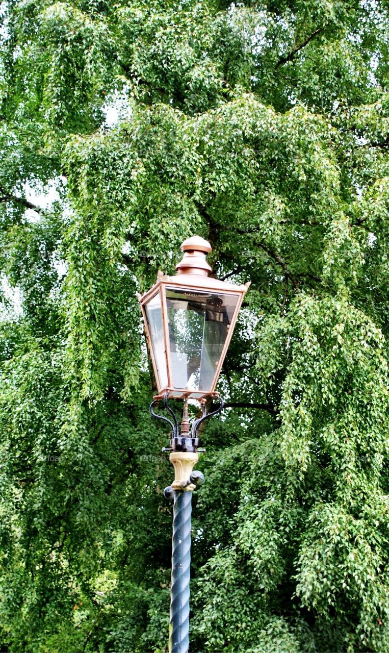 Lamp and trees