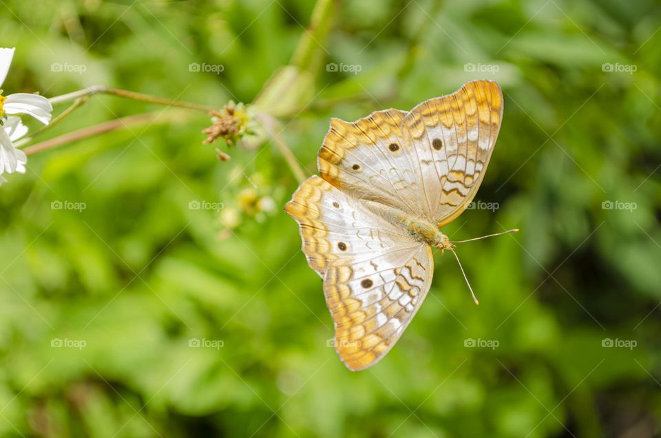 Yellow And White Butterfly