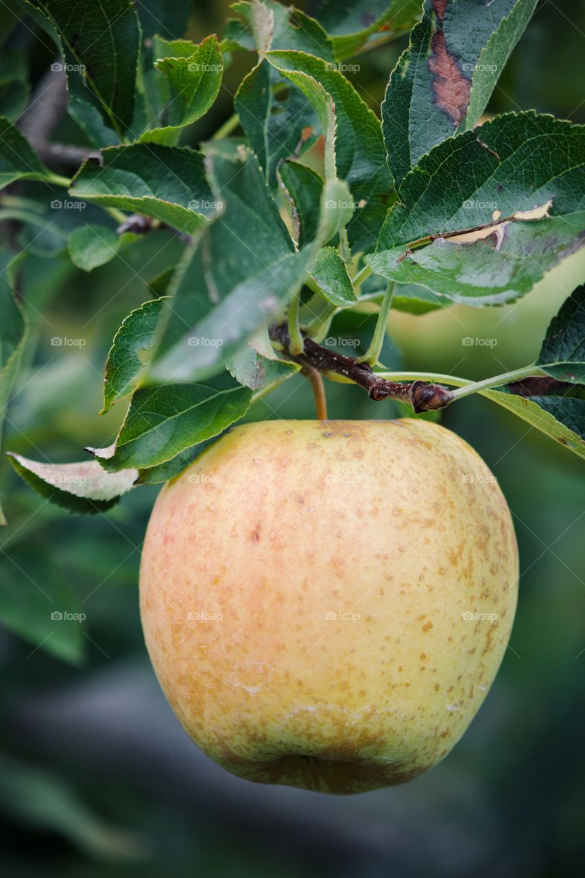 Golden delicious apple on the tree