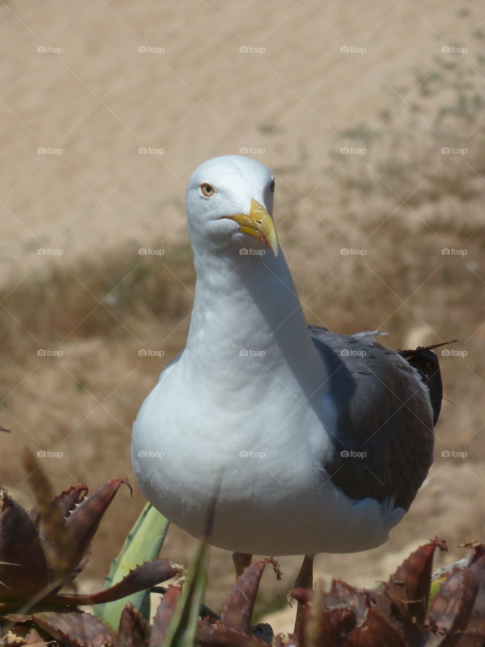 Bird / Algarve Portugal 