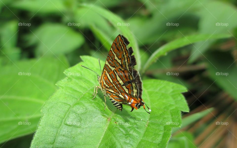 Ceylon Silverline(Spindasis ictis)