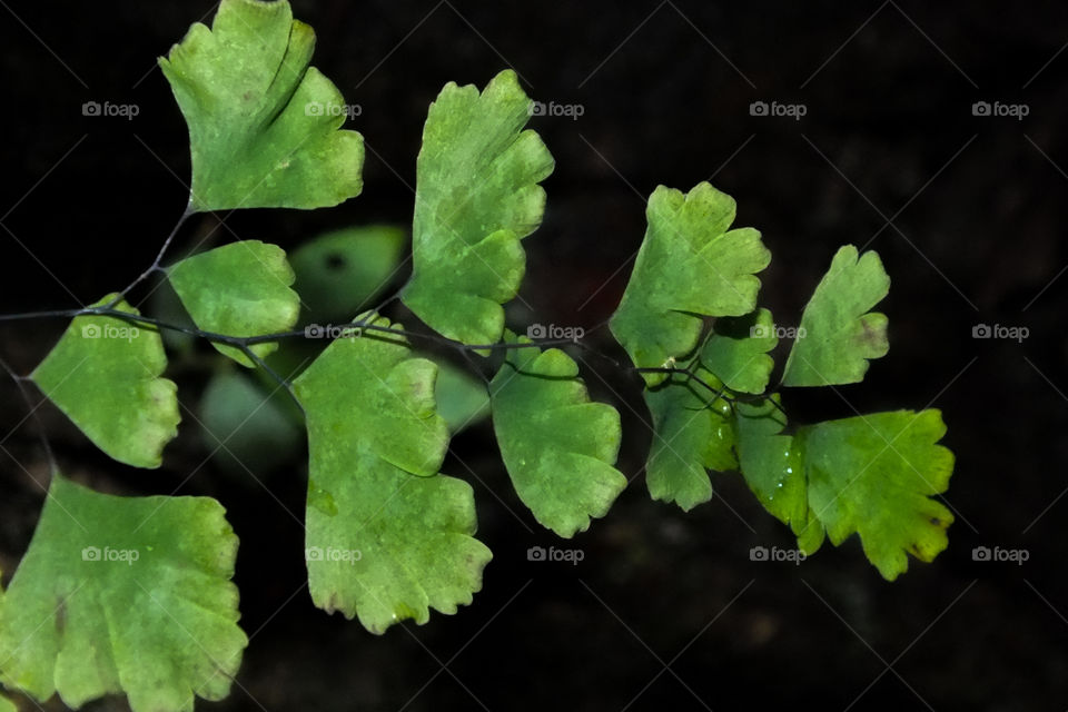 The leaves of Adiantum sp., a kind of decorative fern.