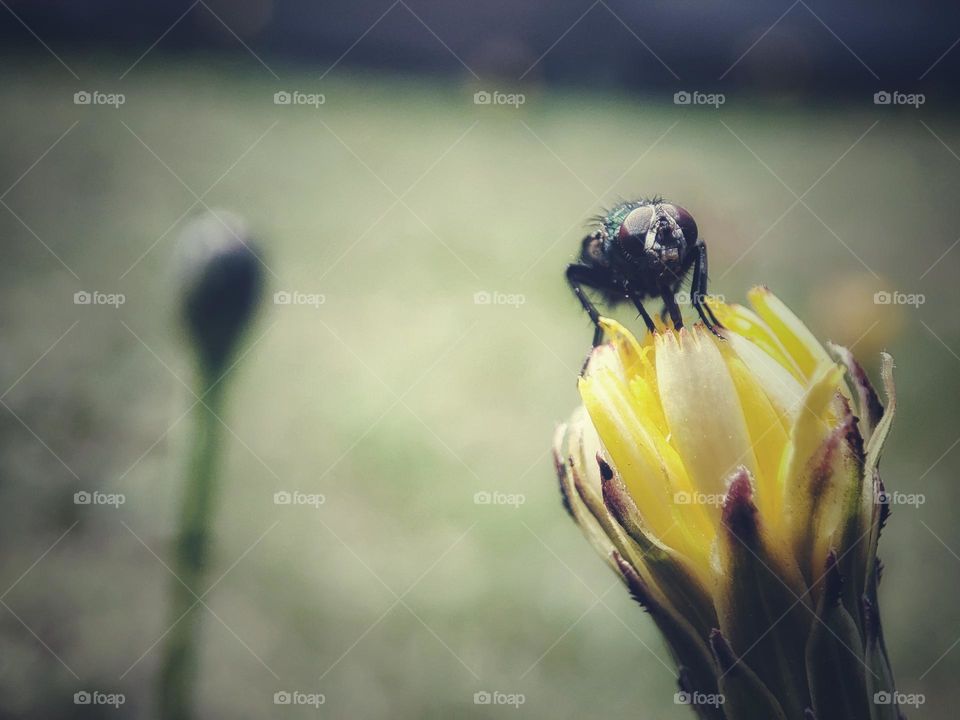 Fly on a flower