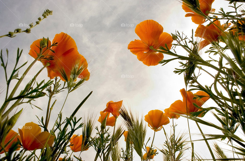 spring the gold desert by arizphotog