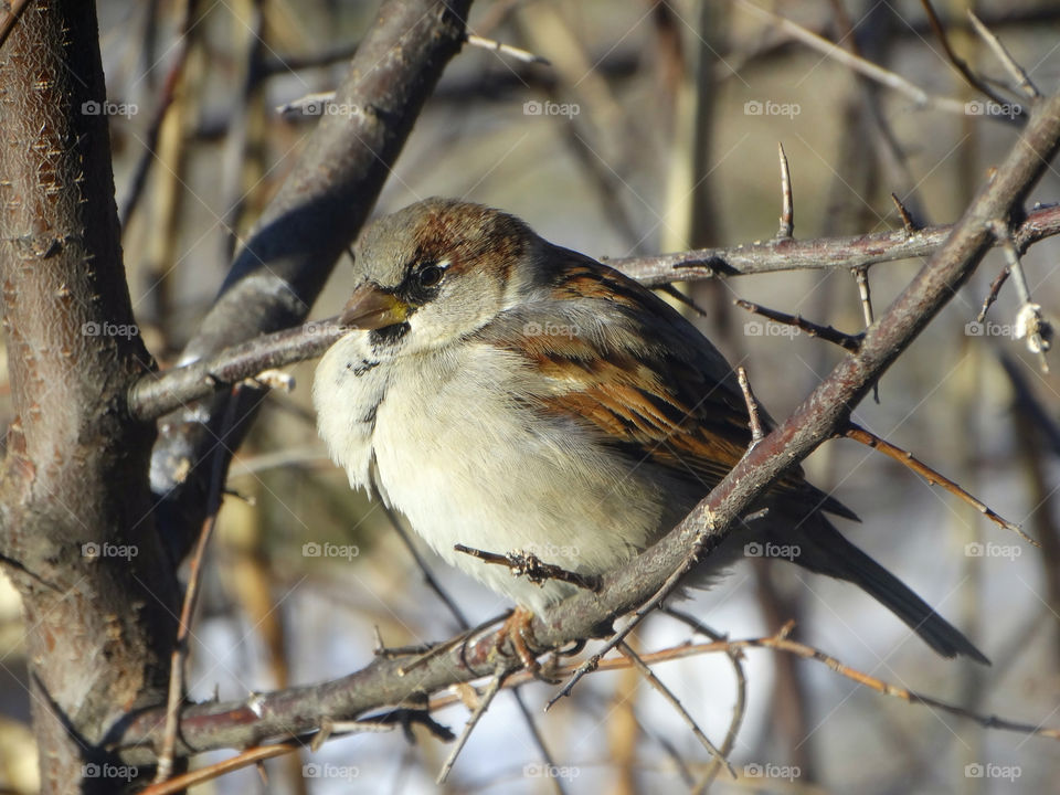 Sparrow