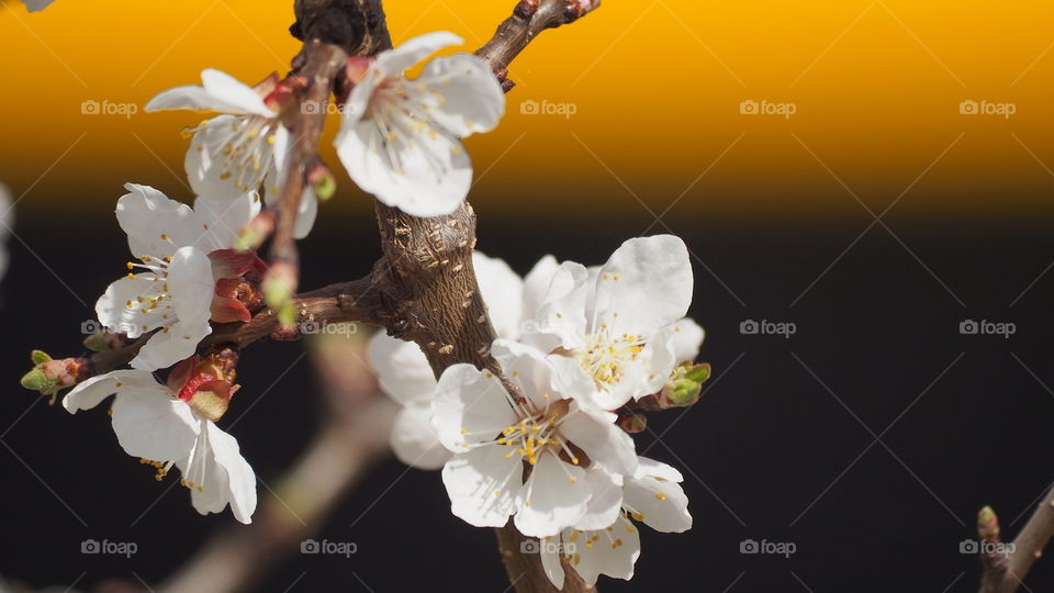 Cherry, Apple, Flower, No Person, Nature