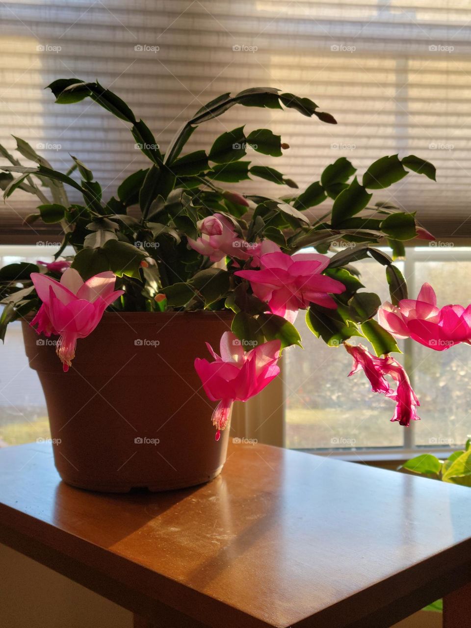 Beautiful Christmas Cactus