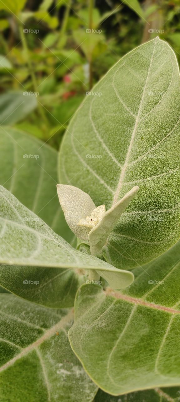 A close capture to leaf.