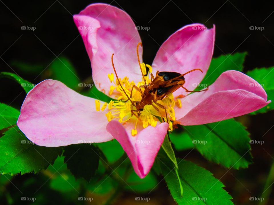 Intimate Insects. Intimate insects