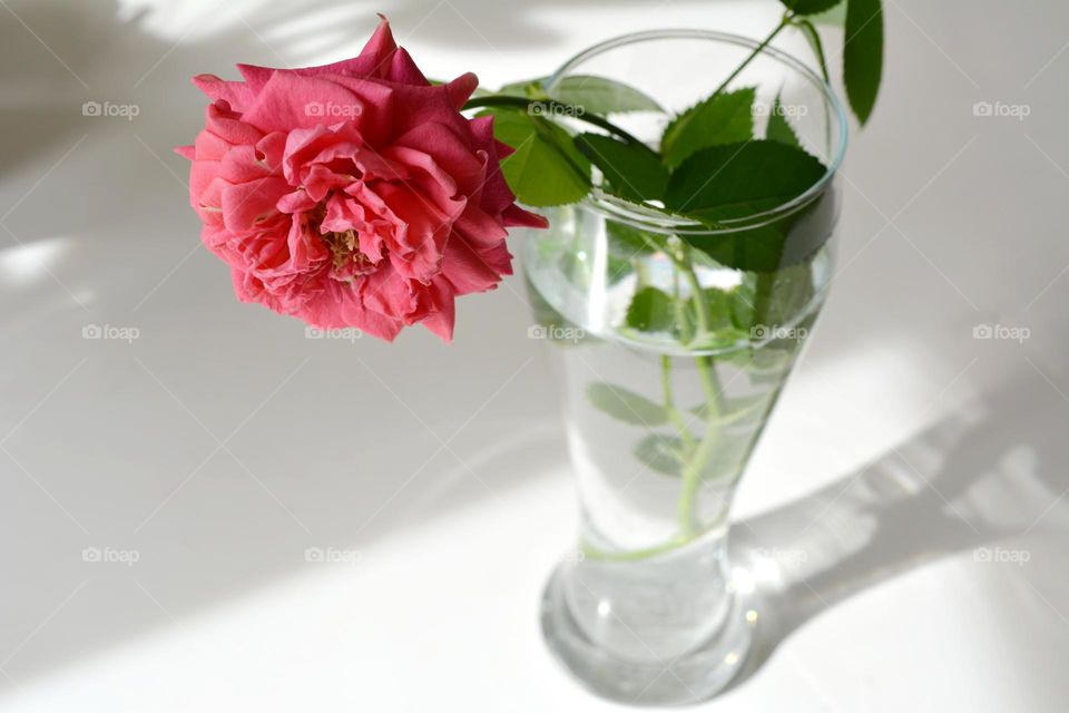 rose flower in vase beautiful portrait plant