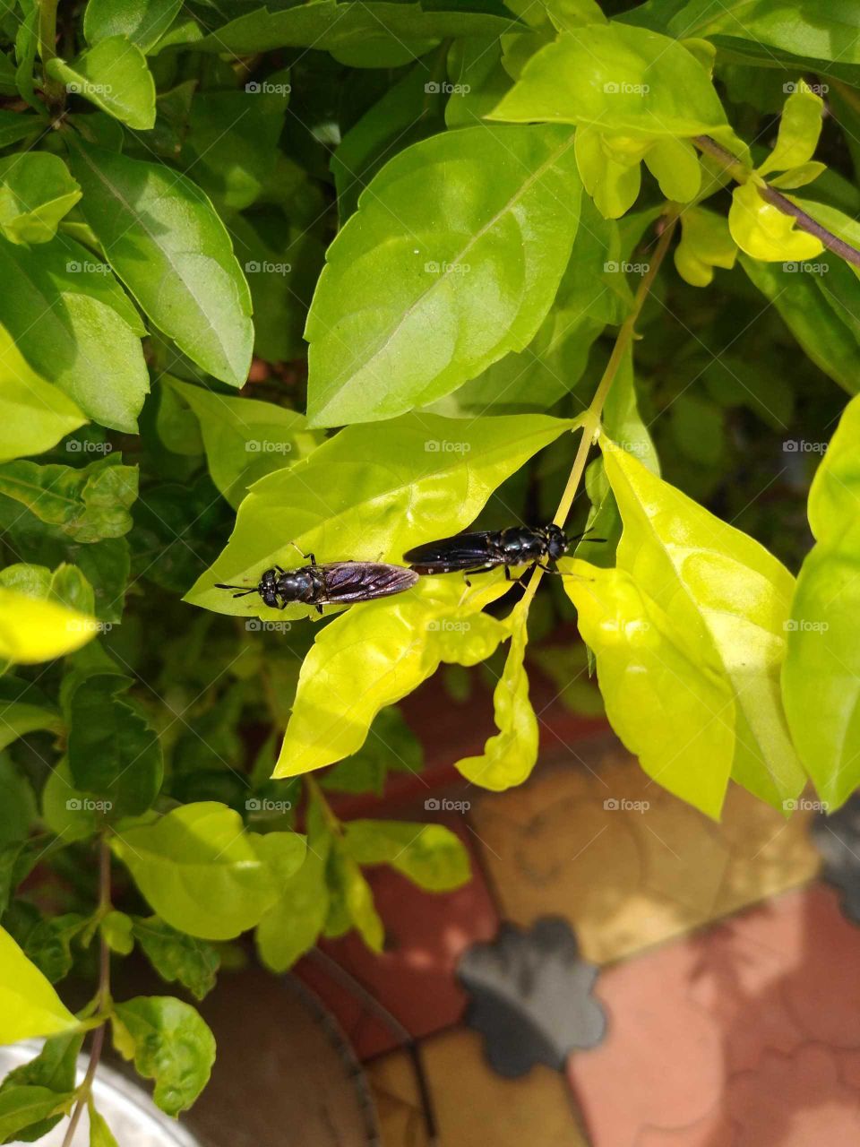 some kind of insects mating on a leaf