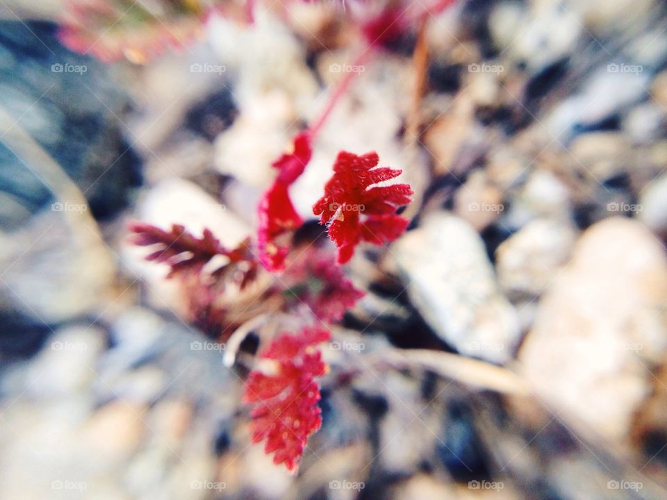 Red macro plant