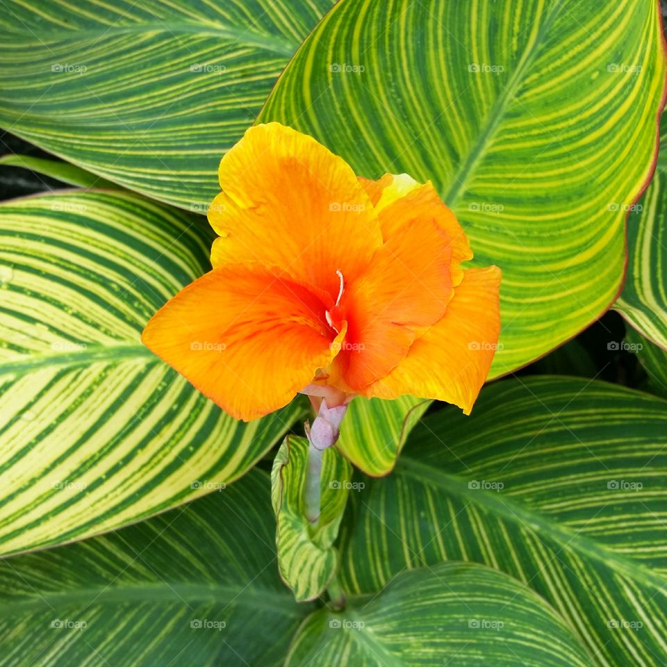 Bunga tasbih or canna lily in English 🍃❤