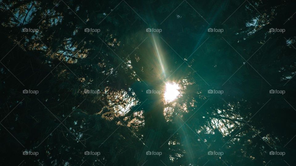 Lens flare through pine tree.