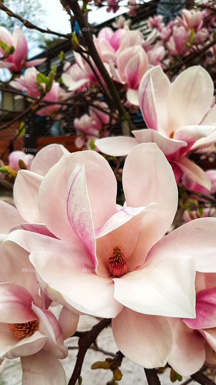 Magnolia