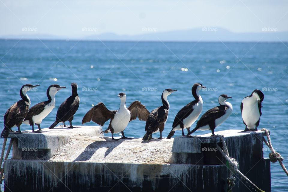 beautiful Tasmania 