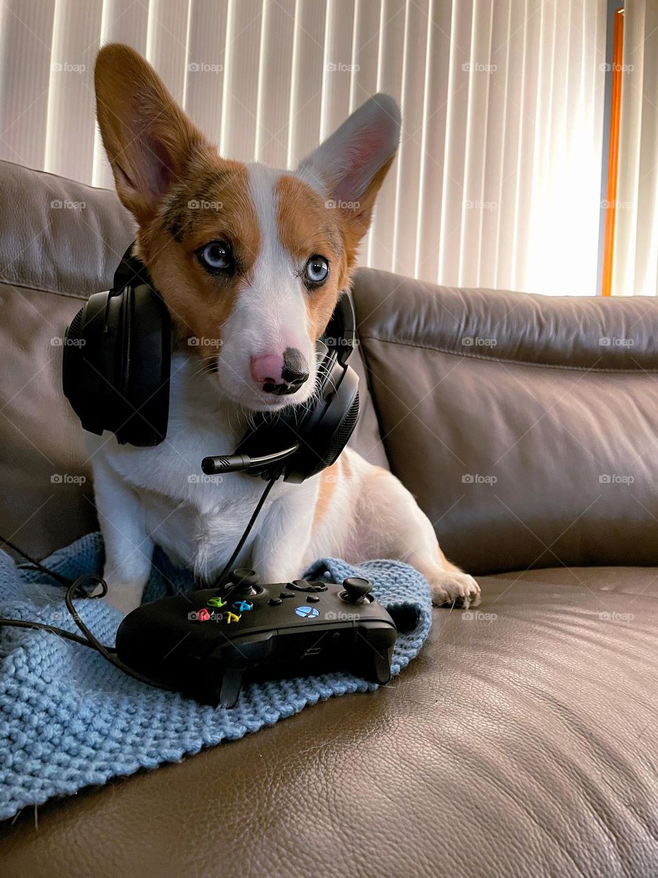 Corgi dog playing games gaming gamer pup cute adorable headphones headset controller photo photography picture photo 