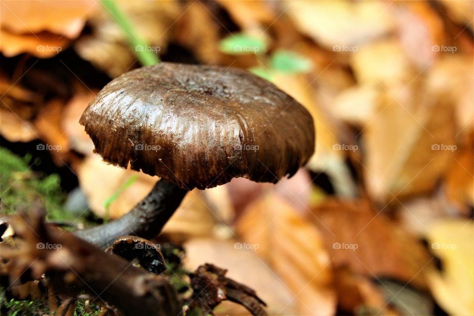 Close-up of mushroom