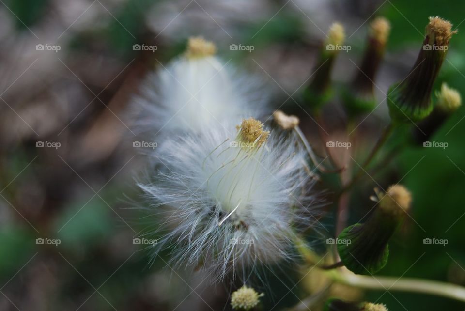 White flower