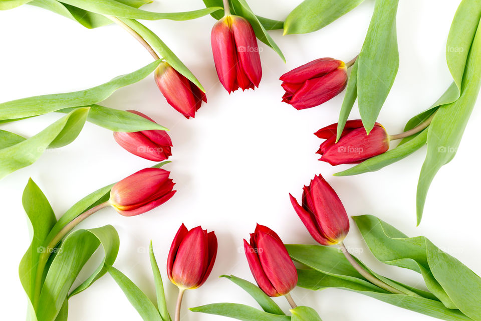 Red fresh tulips on white background arranged in a circle, flatlay