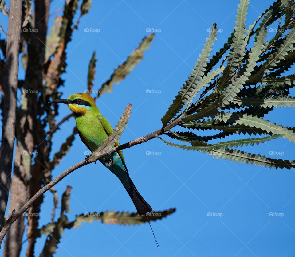 Rainbow bee eater sitting in a tree