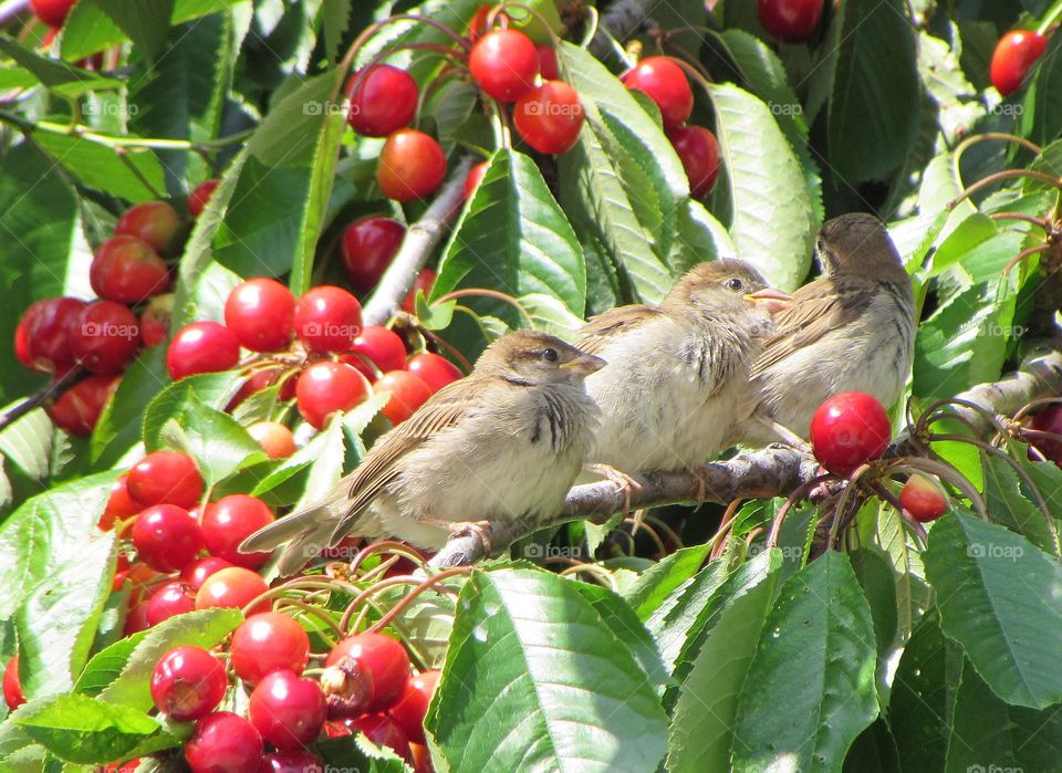 Sparrows on the cherry tree