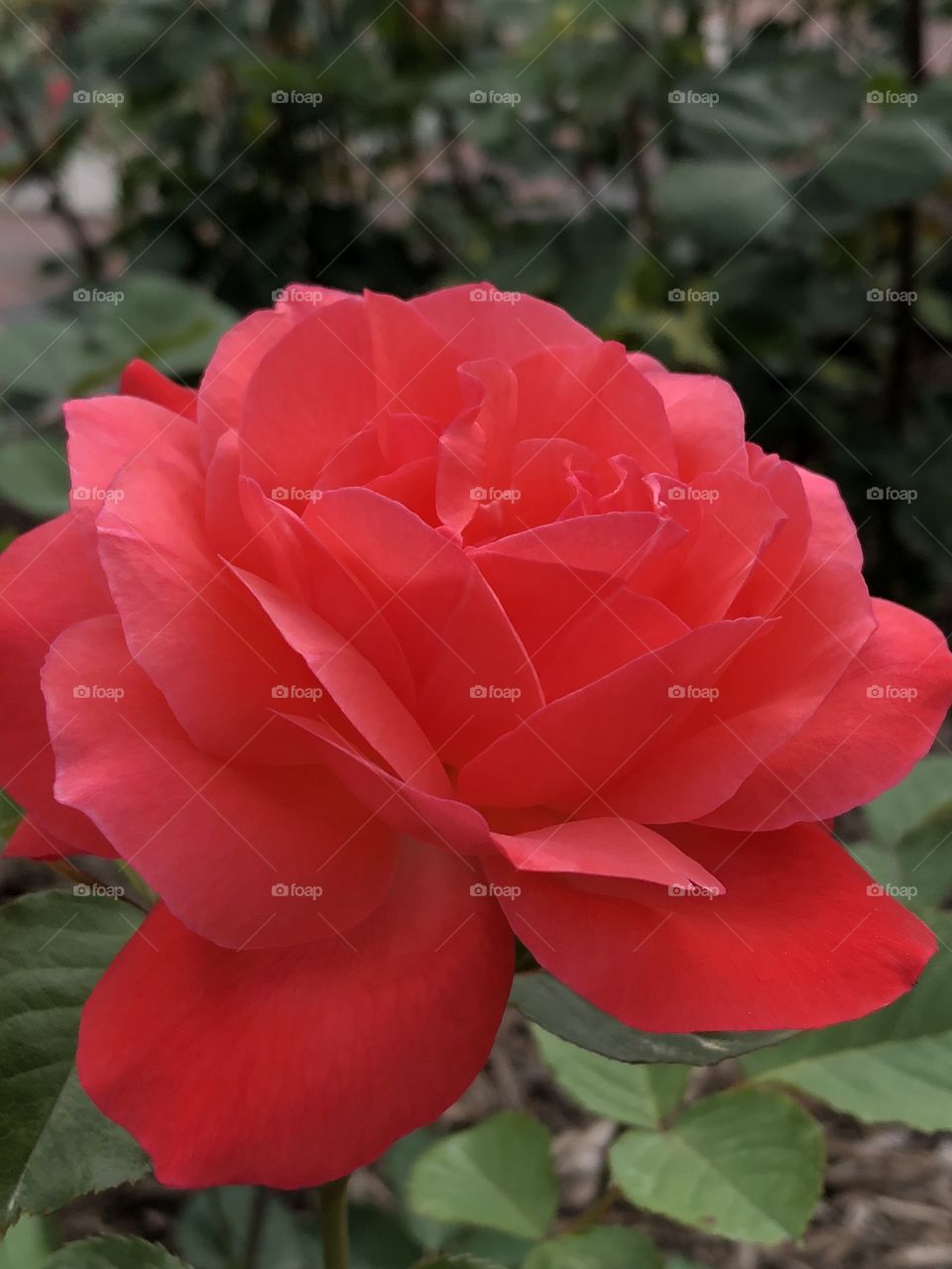 A stunning red rose from the rose garden in Colonial Park in Somerset, New Jersey. 