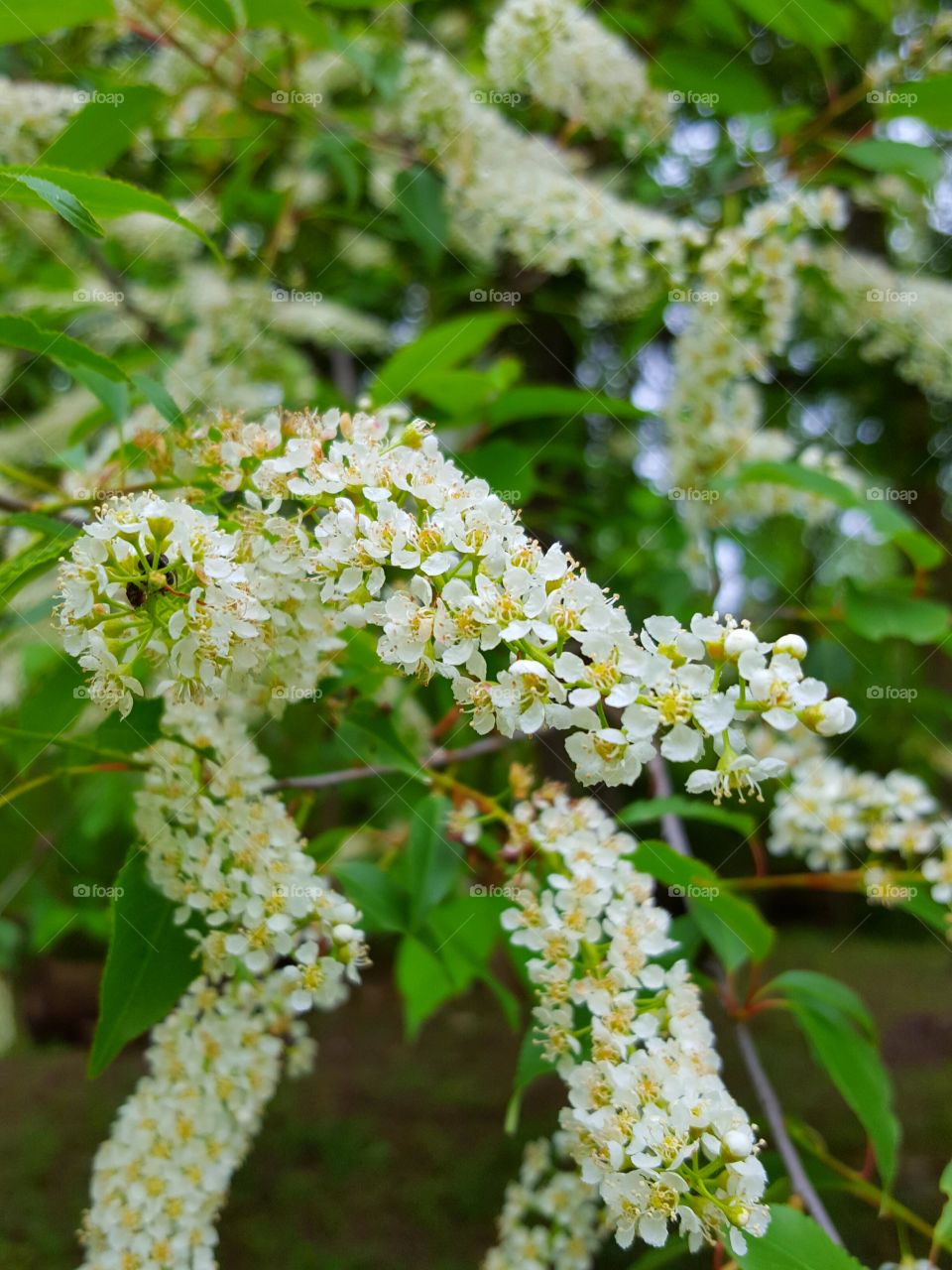 Close-up of white flower