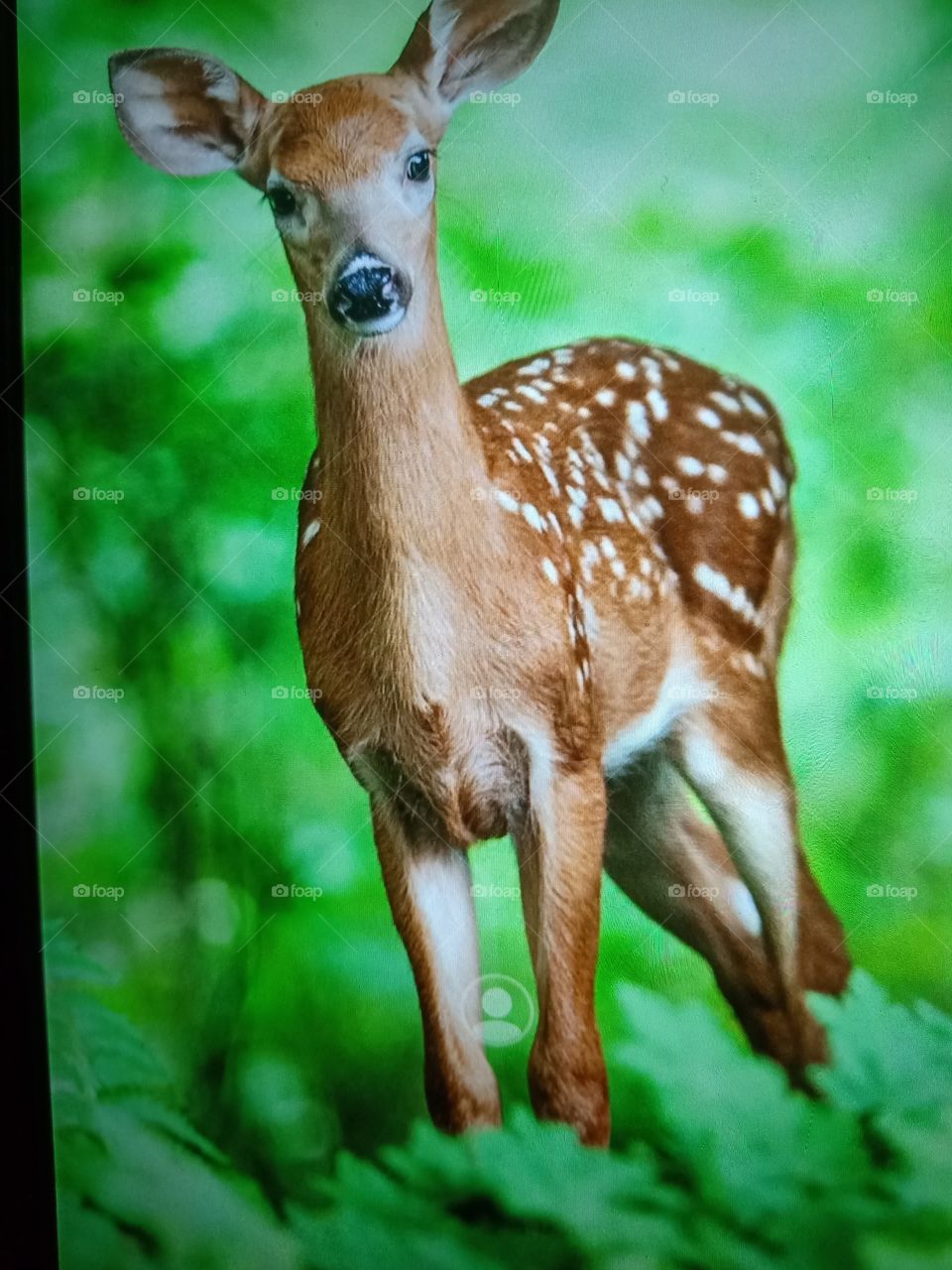 Common Deer Species'