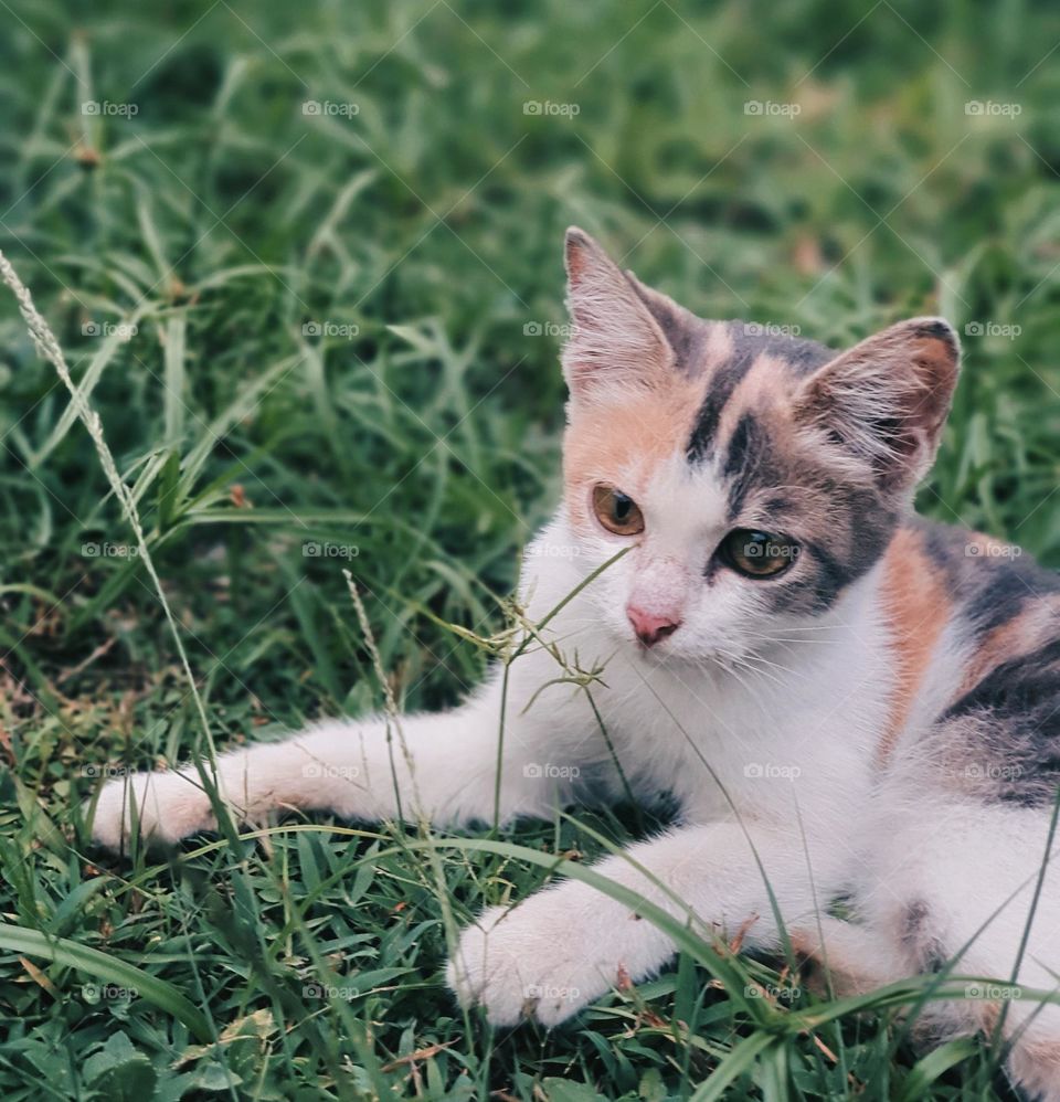 Calico Cat