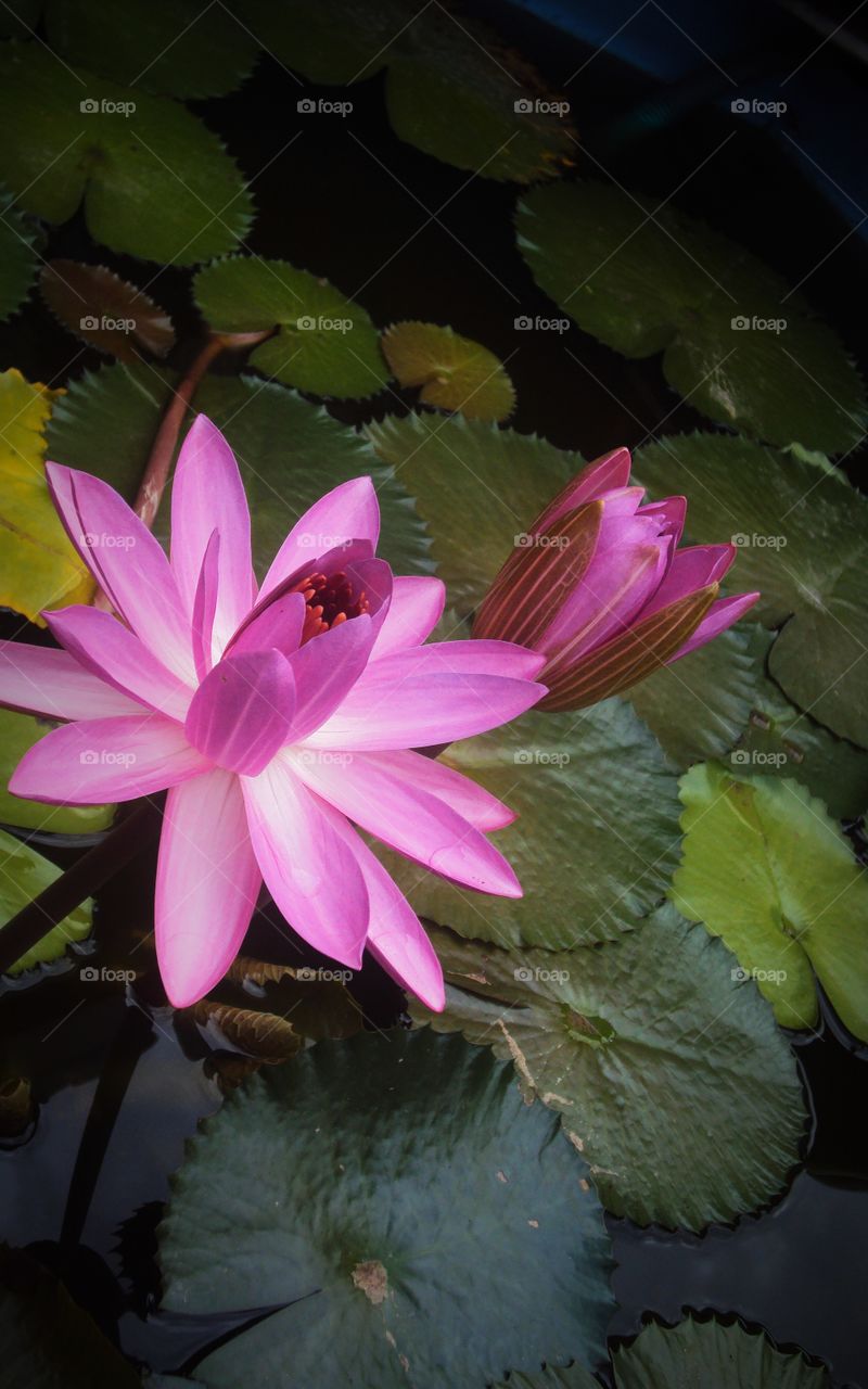 Beautiful magenta water lily and its bud basking in the November sun. The traffic of bees to this beauty was indeed hectic