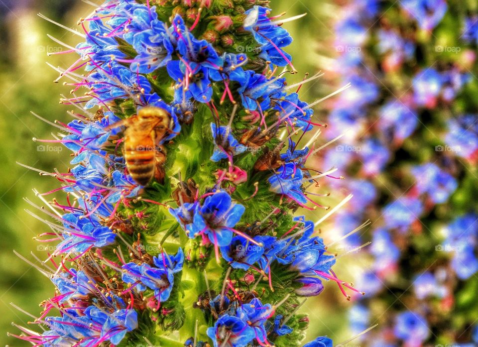 Bee Pollinating A Blue Flower